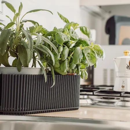 Arcasuite Tridente